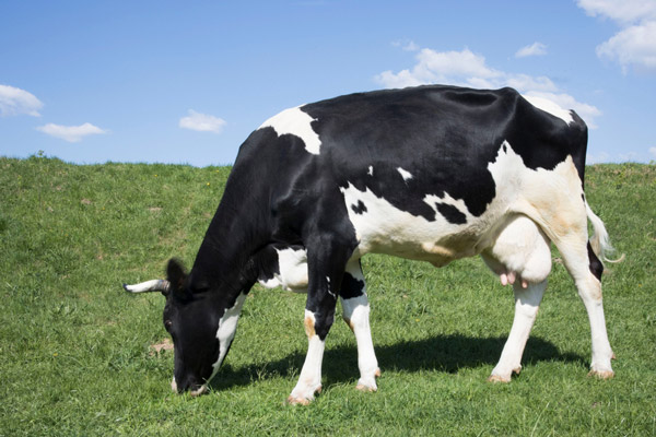 cow