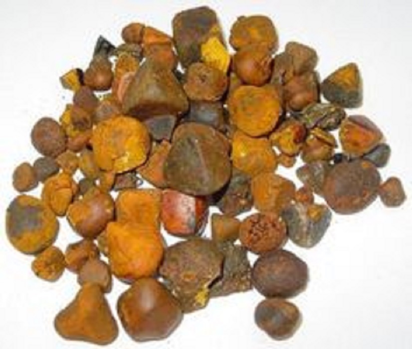 gallstone-cattle