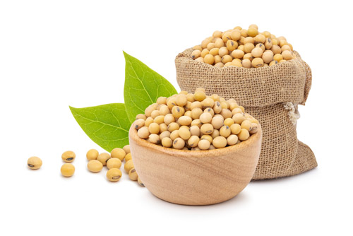 soybean